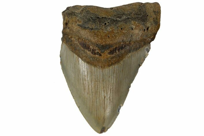 Bargain, Fossil Megalodon Tooth - North Carolina #183354